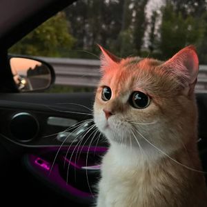 朝鲜xXXB孕妇孕交野外
