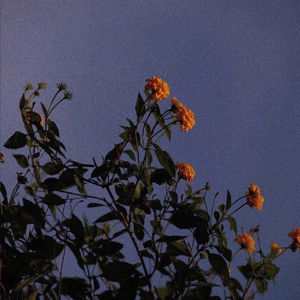 朝鲜xXXB孕妇孕交野外
